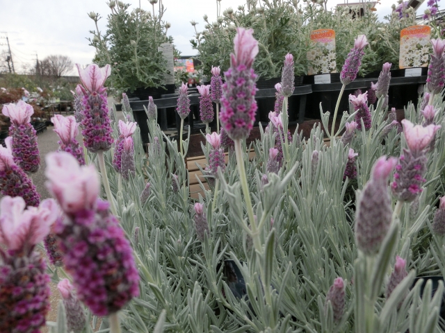 松江市のお庭リフォーム（植栽）