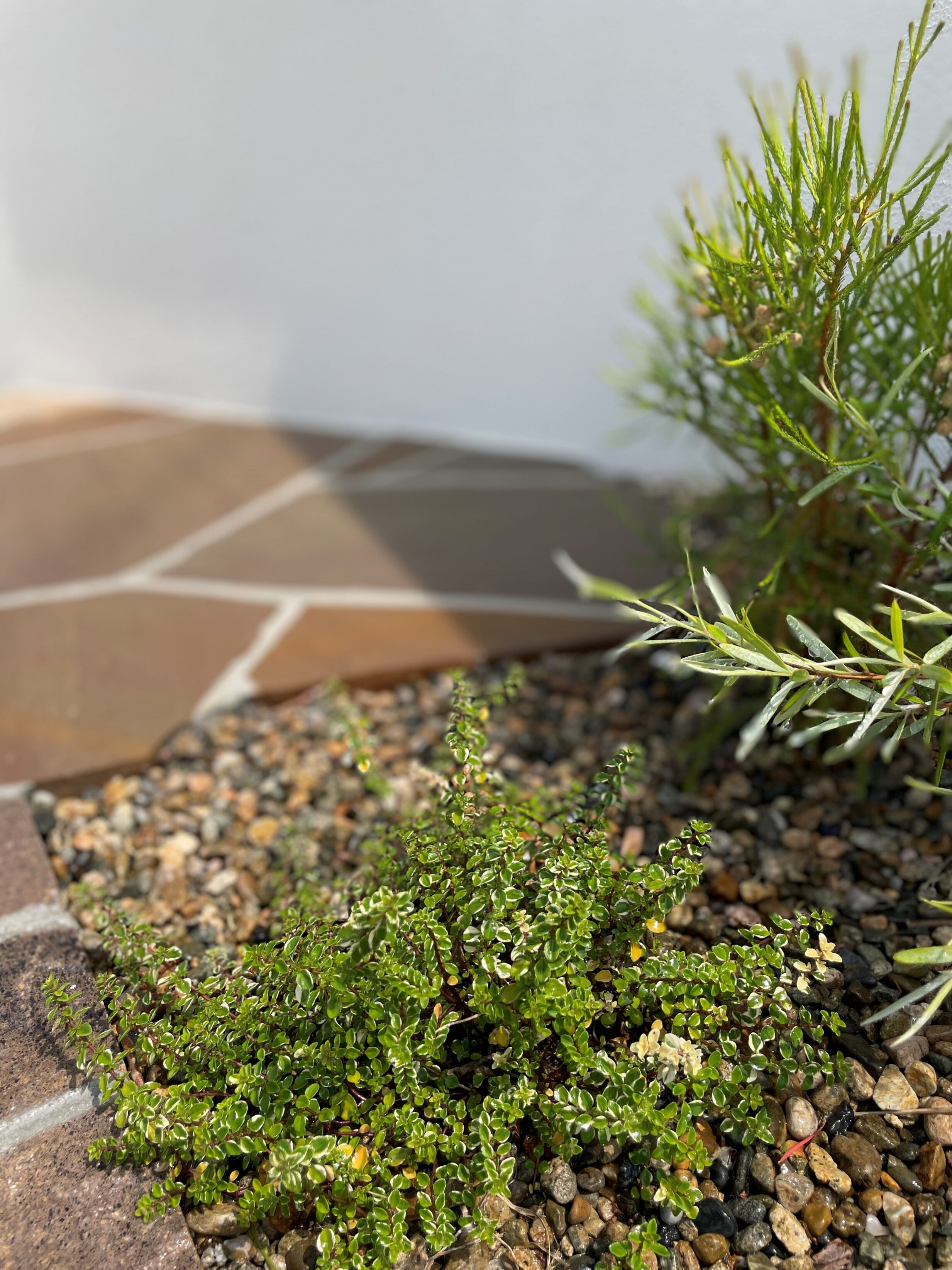 大田市 外構リフォーム 門壁横に植えられた植栽の写真