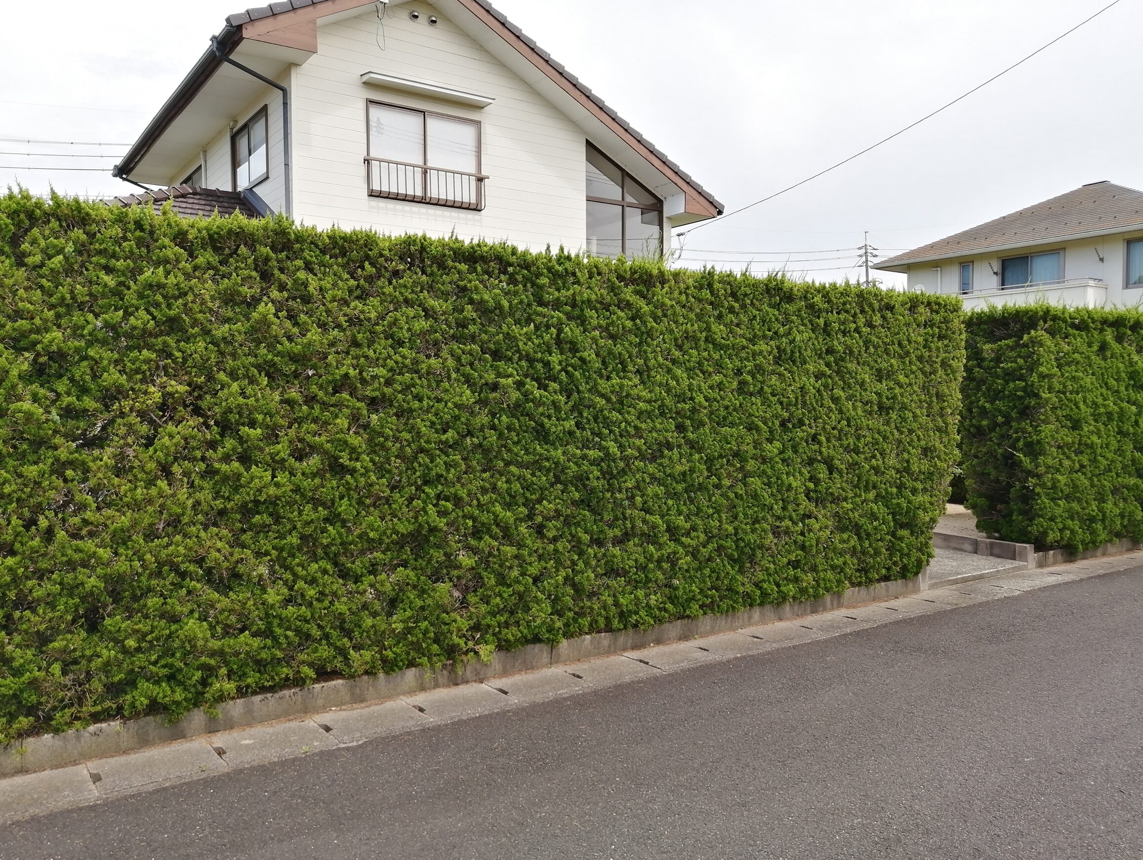 大田市 門まわり改修工事 施工前の生垣と門周りの様子